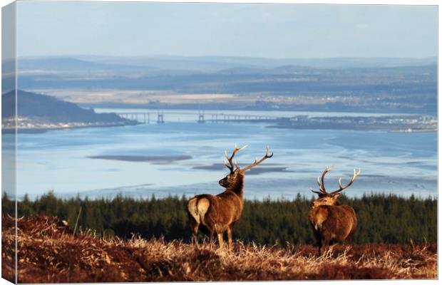 Stags Overlooking the Beauly Firth and Inverness Canvas Print by Macrae Images