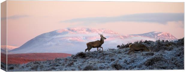 Red Deer, Ben Wyvis Canvas Print by Macrae Images