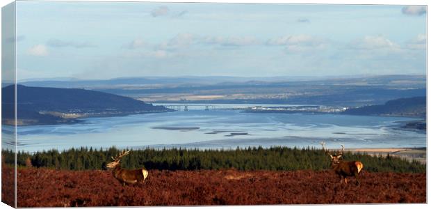 View down the Beauly Firth to Inverness Canvas Print by Macrae Images
