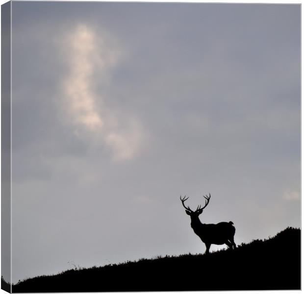  Stag Silhouette Canvas Print by Macrae Images