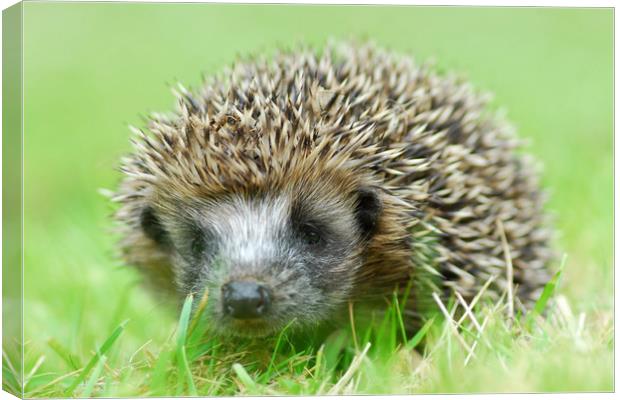 Hedgehog Canvas Print by Macrae Images