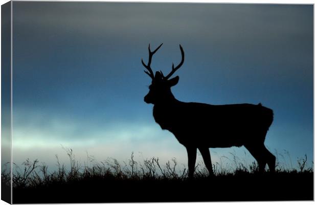 Stag Silhouette Canvas Print by Macrae Images