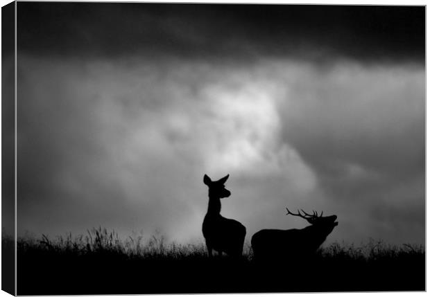 The Red Deer Rut Canvas Print by Macrae Images