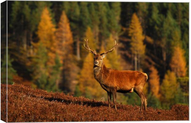 Red Deer Stag Canvas Print by Macrae Images