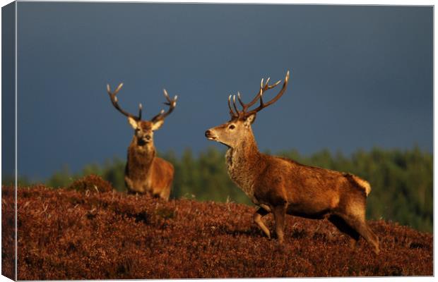  Red Deer Stags Canvas Print by Macrae Images