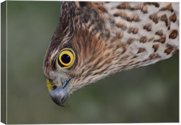 Sparrowhawk Canvas Print by Macrae Images