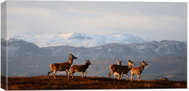 Red Deer in the Highlands Canvas Print by Macrae Images