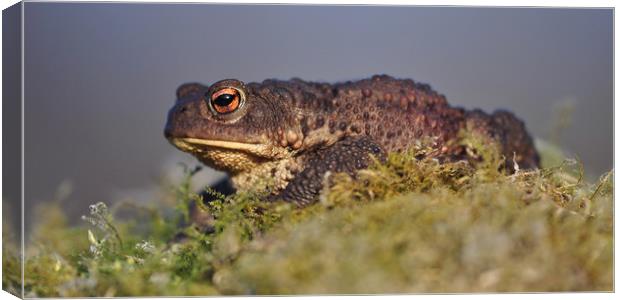 Toad  Canvas Print by Macrae Images
