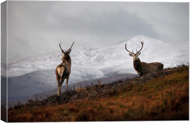 Red Deer Stags Canvas Print by Macrae Images