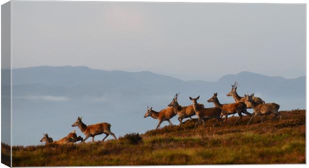 Red Deer in the Highlands  Canvas Print by Macrae Images
