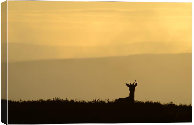 Deer Silhouette Canvas Print by Macrae Images