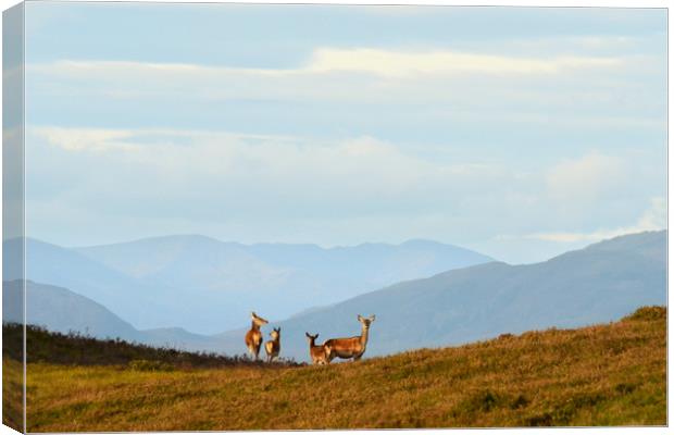 Red Deer in the Highlands Canvas Print by Macrae Images