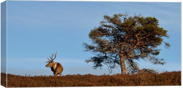 Highland Icons Canvas Print by Macrae Images