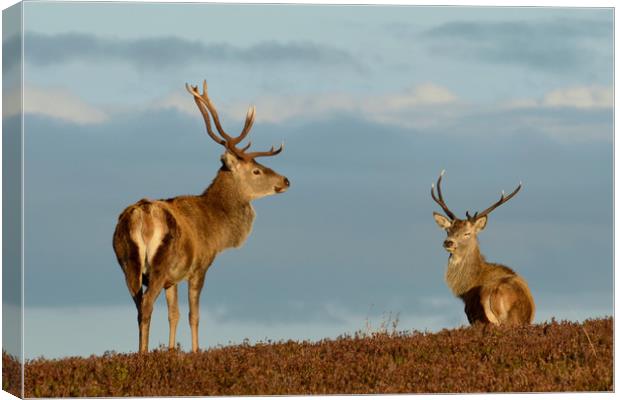 Red Deer Stags Canvas Print by Macrae Images