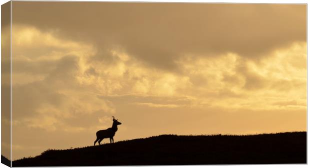 Strathglass Silhouette Canvas Print by Macrae Images