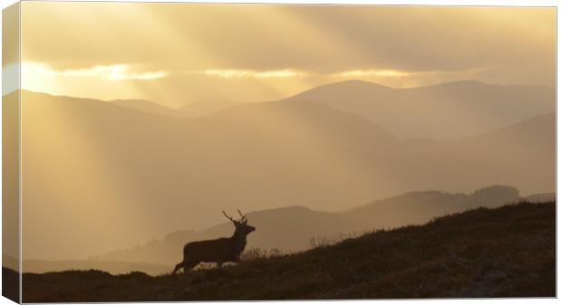 Strathglass Silhouette Canvas Print by Macrae Images