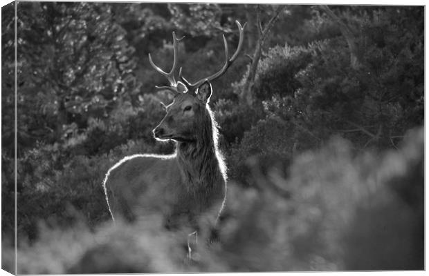 Red Deer Stag  Canvas Print by Macrae Images