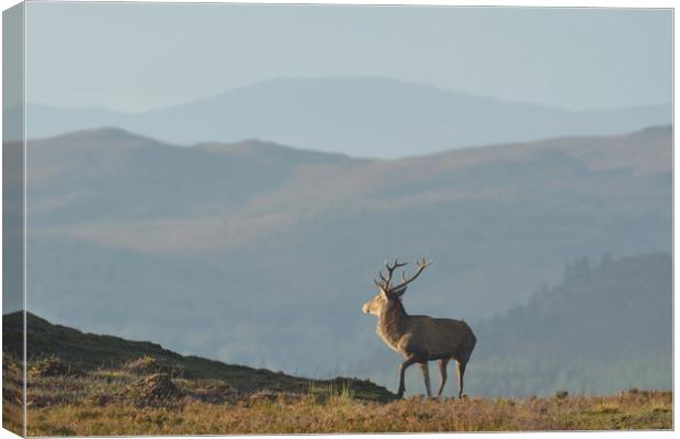 Royal Stag  Canvas Print by Macrae Images