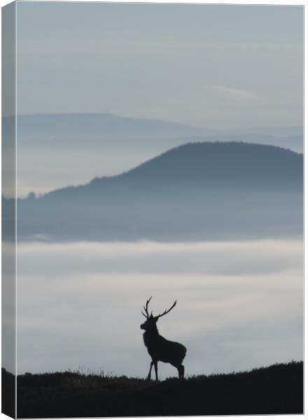 Foggy Silhouette  Canvas Print by Macrae Images