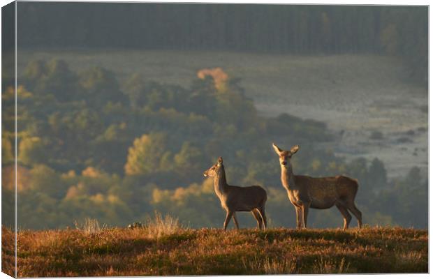 Red Deer in the Highlands  Canvas Print by Macrae Images