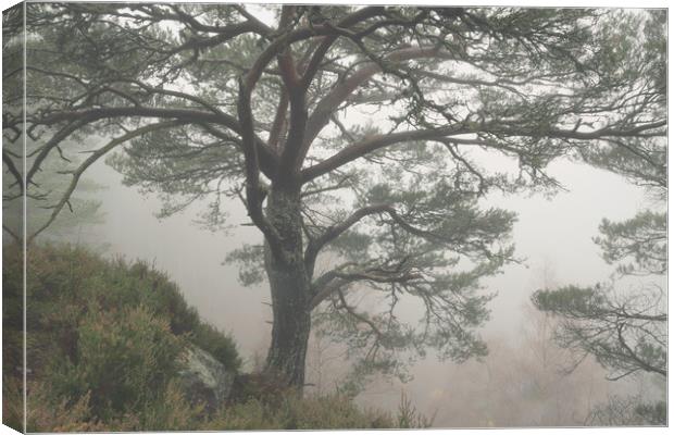 Misty Scots Pine Canvas Print by Macrae Images