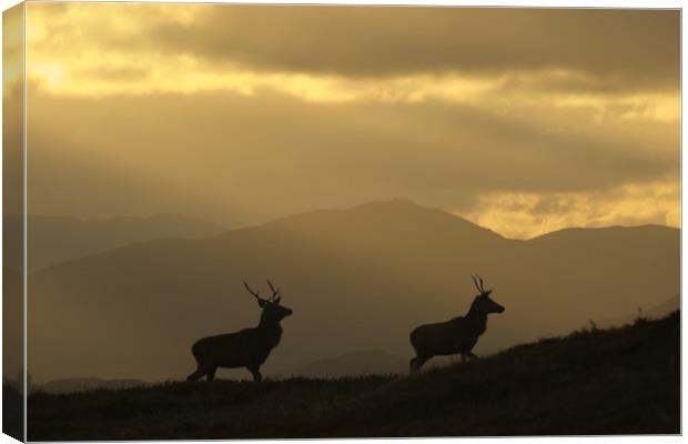 Stags Silhouette Canvas Print by Macrae Images