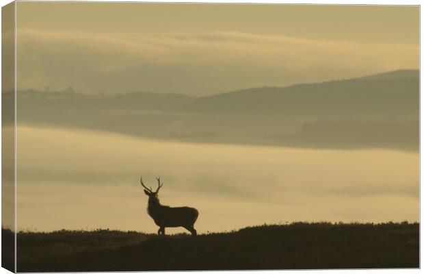 Lone Stag Canvas Print by Macrae Images