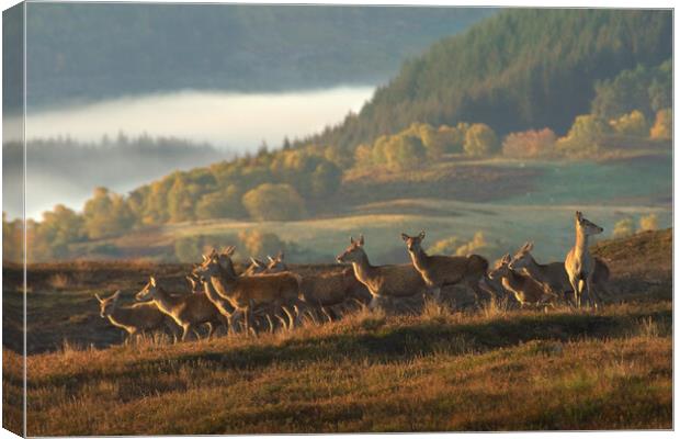 Red Deer Scotland Canvas Print by Macrae Images