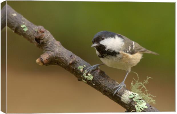 Coal Tit Canvas Print by Macrae Images