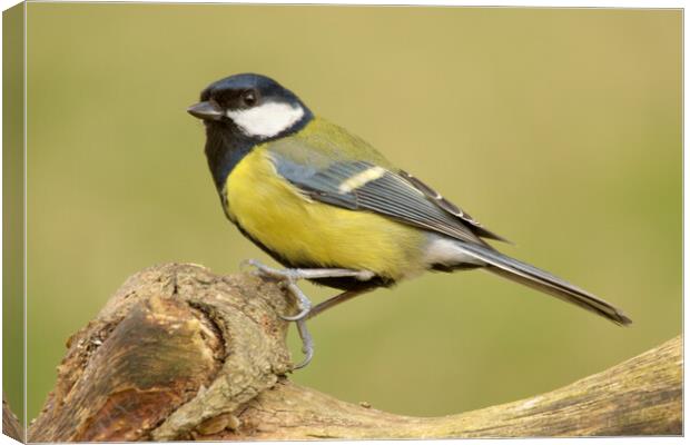 Great Tit Canvas Print by Macrae Images