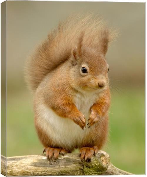 Red Squirrel Canvas Print by Macrae Images