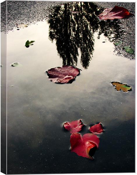 Mesmerizing Reflections after Rain Canvas Print by Sandhya Kashyap