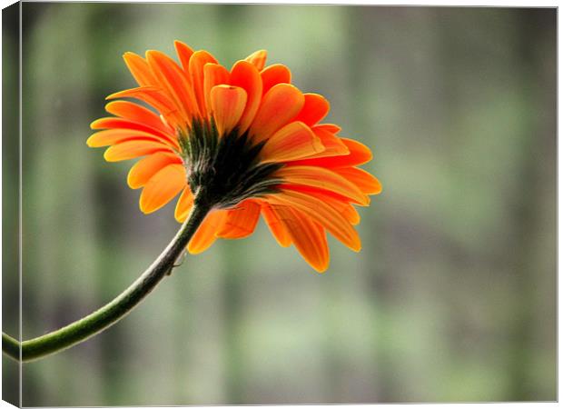 Anticipating flower Canvas Print by Sandhya Kashyap