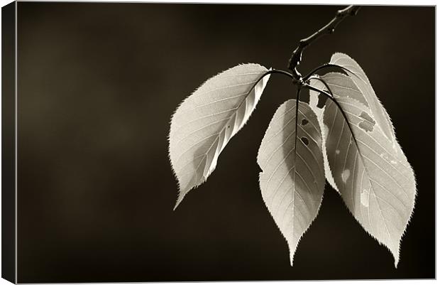 Leaves in Black and White Canvas Print by Sandhya Kashyap