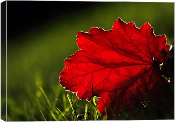 Back lit Red leaf Canvas Print by Sandhya Kashyap