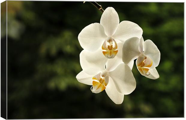 White Orchids Canvas Print by Sandhya Kashyap