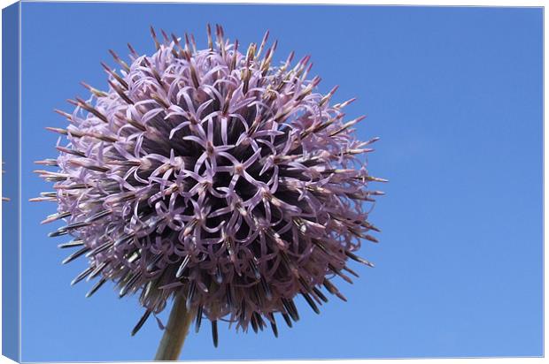 Thistle Canvas Print by andrew hall