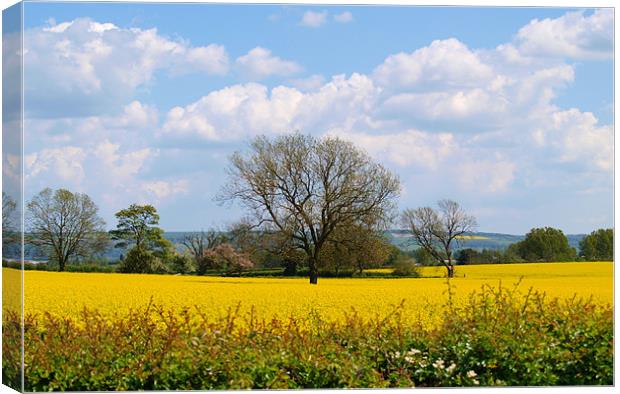 Field in East Yorkshire Canvas Print by andrew hall
