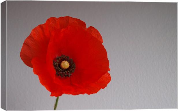 Remembrance poppy Canvas Print by andrew hall