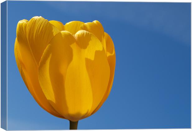 Yellow Tulip Canvas Print by andrew hall