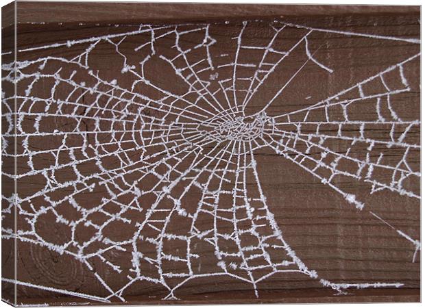 Frozen Web Canvas Print by andrew hall
