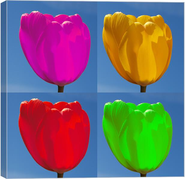 Tulip Four Colour Canvas Print by andrew hall
