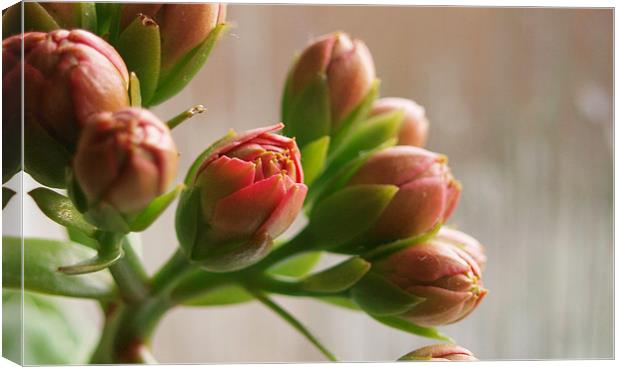 Pink Calandiva Buds Canvas Print by andrew hall