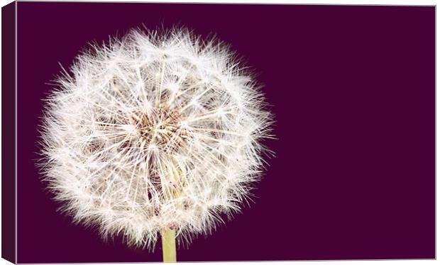 Fizzy Dandelion and Burdock Canvas Print by andrew hall