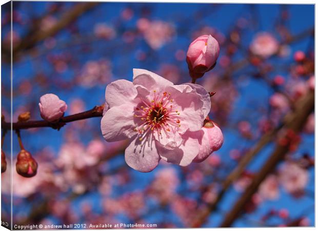 Pink Blossom Against Blue Sky Canvas Print by andrew hall