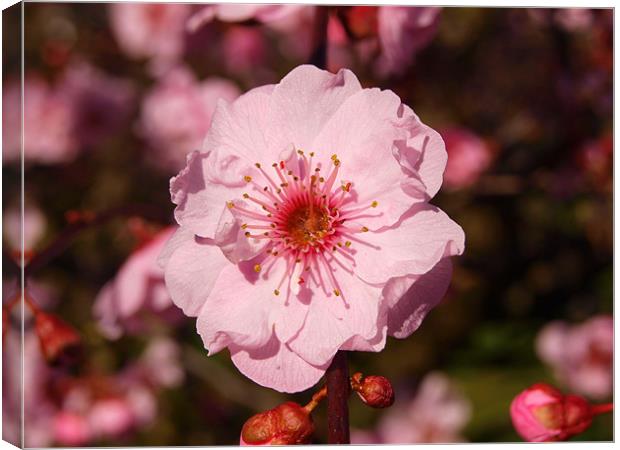 Pink Blossom Canvas Print by andrew hall