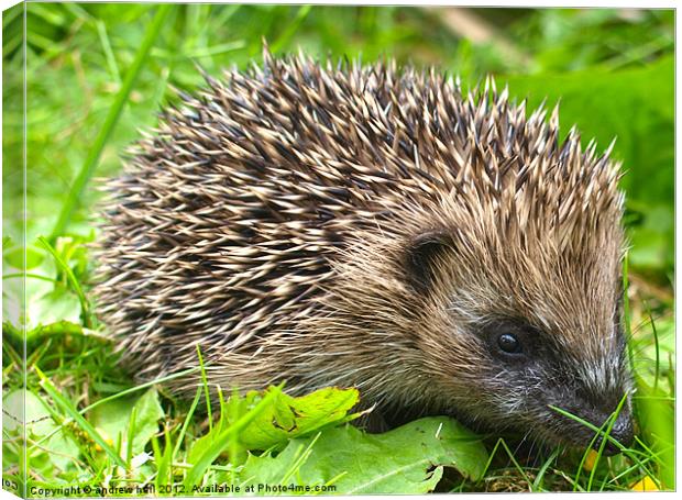 Hoglet Baby Hedgehog Canvas Print by andrew hall