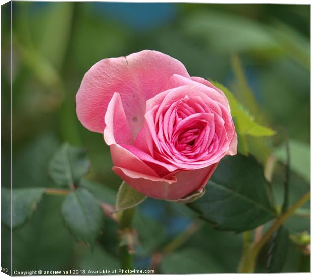 Pink Rose Canvas Print by andrew hall