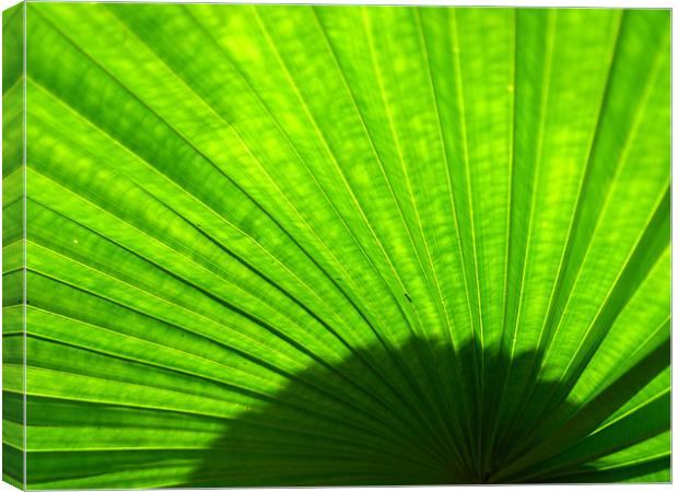 Green Fan Canvas Print by jake montero