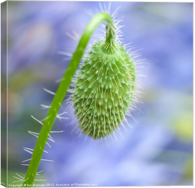 Hairy Bud Canvas Print by Ian Grainger